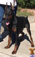 doberman pinscher puppy posted by gantoine1