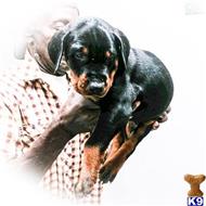 doberman pinscher puppy posted by gantoine1