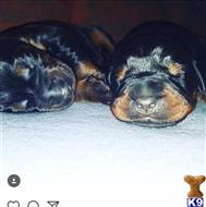 doberman pinscher puppy posted by gantoine1