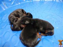 doberman pinscher puppy posted by gantoine1