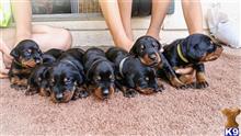doberman pinscher puppy posted by gantoine1