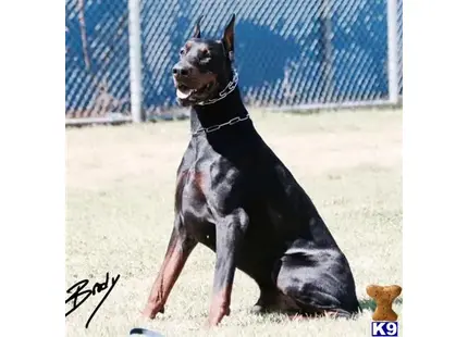 Doberman Pinscher