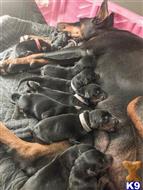 doberman pinscher puppy posted by gantoine1