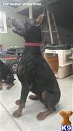 doberman pinscher puppy posted by gantoine1