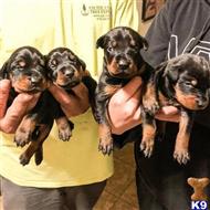 doberman pinscher puppy posted by gantoine1