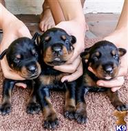 doberman pinscher puppy posted by gantoine1