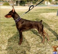 doberman pinscher puppy posted by gantoine1