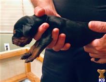 doberman pinscher puppy posted by gantoine1