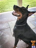 doberman pinscher puppy posted by gantoine1