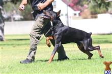 doberman pinscher puppy posted by gantoine1