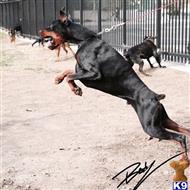 doberman pinscher puppy posted by gantoine1