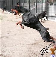doberman pinscher puppy posted by gantoine1
