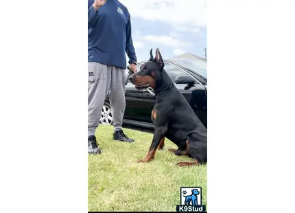 a doberman pinscher dog running in front of a car
