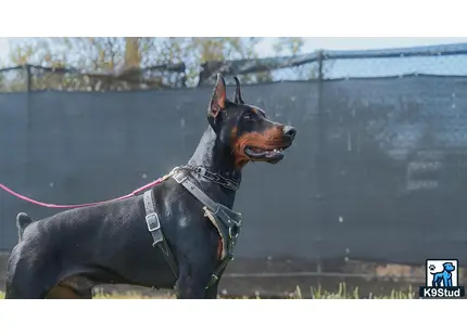 a doberman pinscher dog wearing a harness