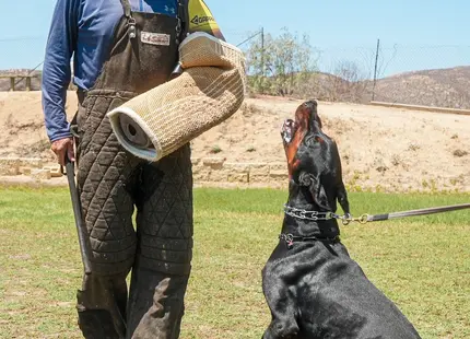 Doberman Pinscher stud dog: Black and tan Doberman Pinscher sitting beside a trainer outdoors