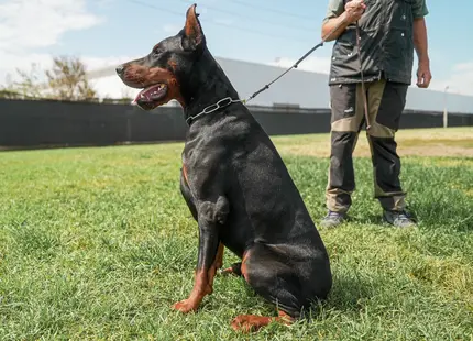 Doberman Pinscher stud dog: Black and rust Doberman sitting on grass with a person nearby