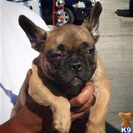 french bulldog puppy posted by gantoine1