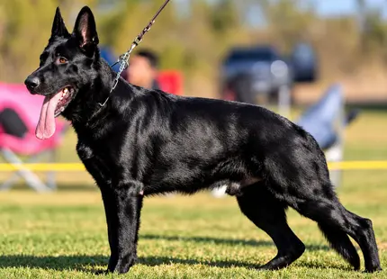 German Shepherd dog for sale: Black German Shepherd standing on grass with tongue out