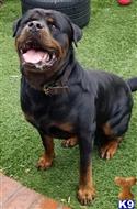 rottweiler puppy posted by gantoine1
