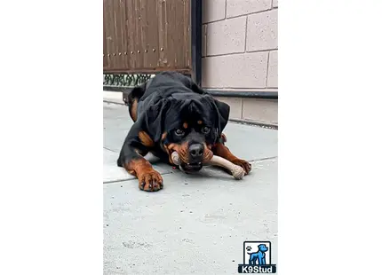 a rottweiler dog lying on the ground