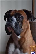Boxer