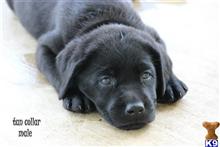 labrador retriever puppy posted by gardner13