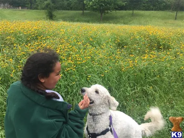 Goldendoodles stud dog