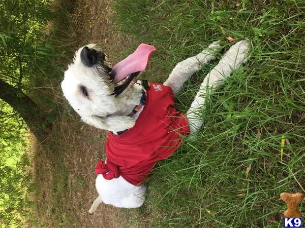 Goldendoodles stud dog