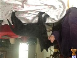 dutch shepherd puppy posted by gari.day@sbcglobal.net