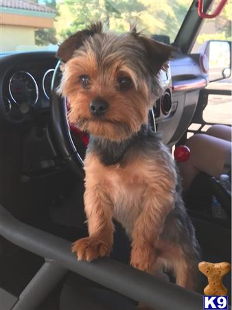 Yorkshire Terrier stud dog