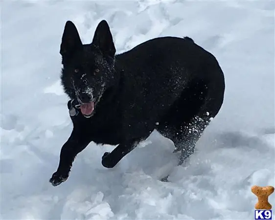 German Shepherd female dog