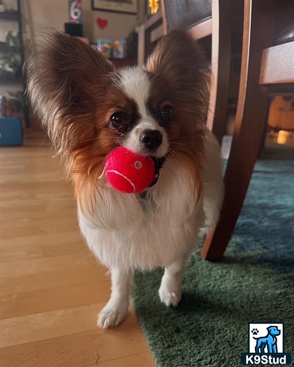 a papillon dog holding a ball