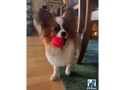 a papillon dog holding a ball