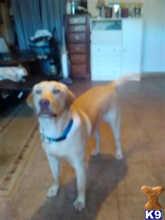 a labrador retriever dog standing in a room