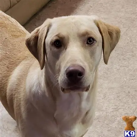 Labrador Retriever stud dog