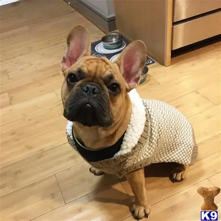 French Bulldog stud dog