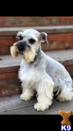 Miniature Schnauzer