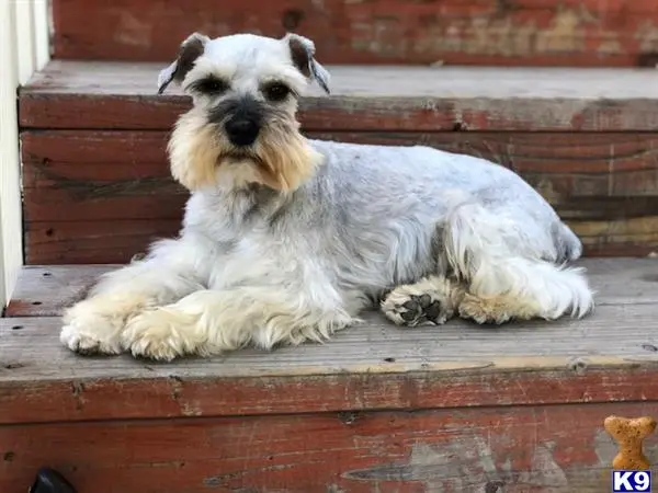 Miniature Schnauzer stud dog