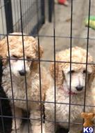 poodle puppy posted by gates763