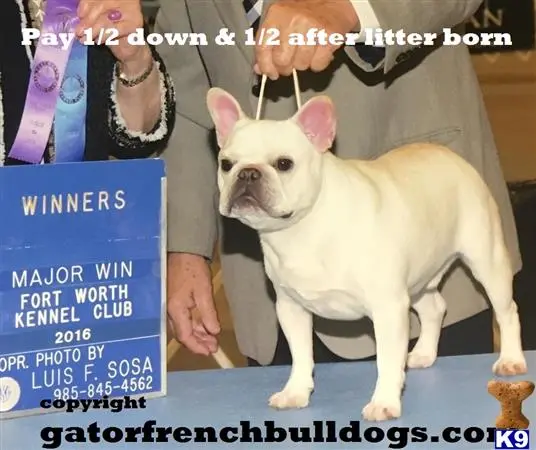 French Bulldog stud dog