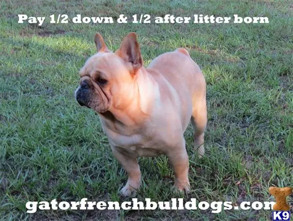 French Bulldog stud dog