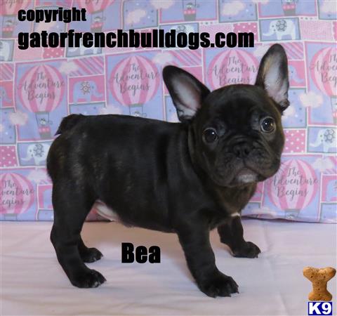 a black french bulldog dog with a surprised expression