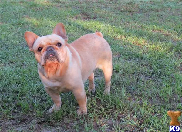 French Bulldog stud dog