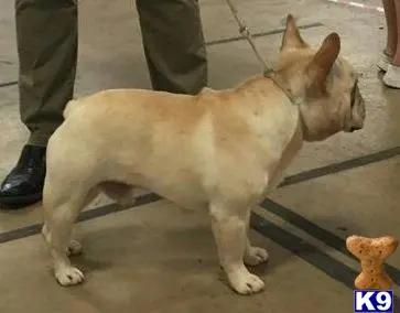 French Bulldog stud dog