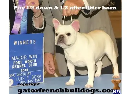 French Bulldog