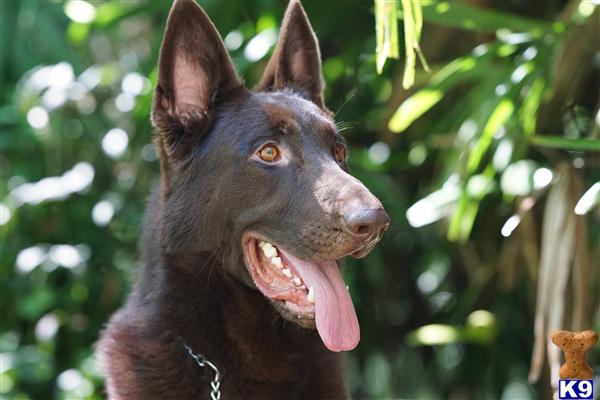 a german shepherd dog with its tongue out