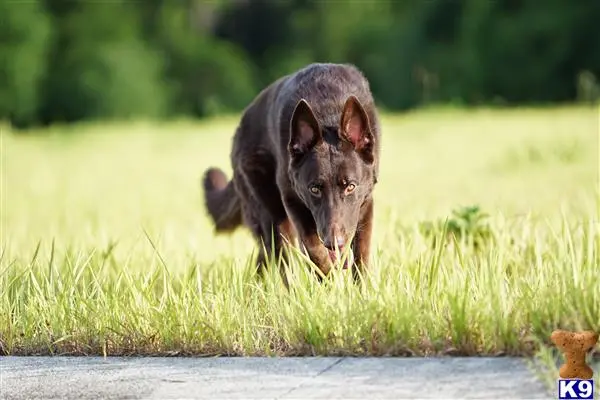 German Shepherd stud dog