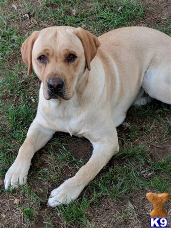 a labrador retriever dog lying on the ground