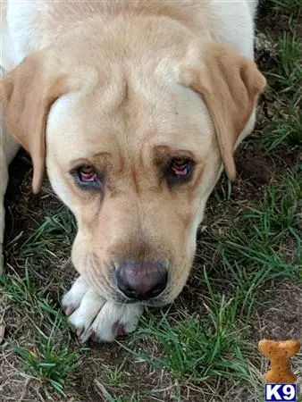 Labrador Retriever stud dog