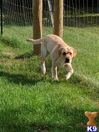 Labrador Retriever stud dog